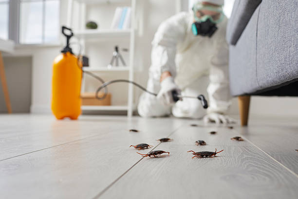 Commercial Rodent Management in Patton Village
